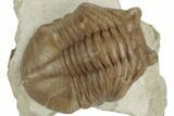 2.5" Asaphus Cornutus Trilobite - Russia - #191055-2